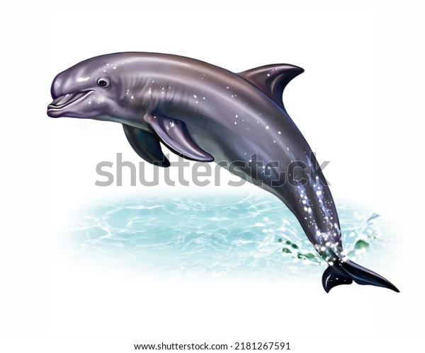 Dolphin, Delphinidae, aquatic mammal of the\
infra order of cetaceans, realistic drawing, illustration for an\
animal encyclopedia, inhabitants of the seas, oceans, isolated\
image on a white\
background