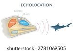 Dolphin echolocation infographic diagram showing how marine mammals navigate and hunt. Biological cross section illustrating melon, blowhole, air sacs, brain, skull, sound waves and prey