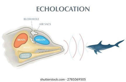 Dolphin echolocation infographic diagram showing how marine mammals navigate and hunt. Biological cross section illustrating melon, blowhole, air sacs, brain, skull, sound waves and prey
