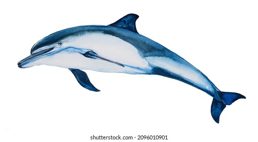 Dolphin illustration for card, invitation,poster. Watercolor hand painted underwater animal design. Blue ocean dolphin print.