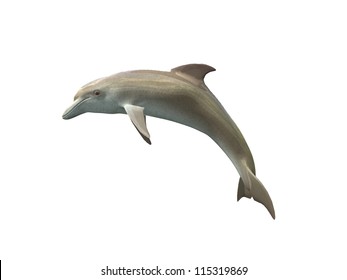 Dolphin isolated on a white background - Powered by Shutterstock