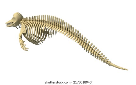 343 Dolphin skeleton Images, Stock Photos & Vectors | Shutterstock