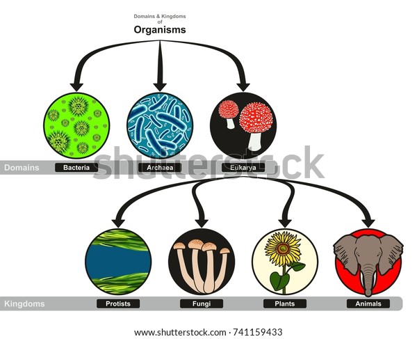 Domain Kingdoms Organisms Classification Chart Infographic Stock