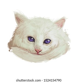 Domestic Breed Aphrodite Giant Cat Isolated On White Background. Digital Art Illustration Of Hand Drawn Kitty For Web. Kitten Long Haired Medium Size, Have White Fluffy Coat And Blue Eyes