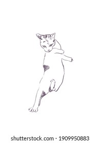 Domestic Cat Sketching : Reluctant To Be Hugged