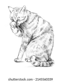 A Domestic Cat Washes Its Face With Its Paw. Pencil Sketch Isolated On White Background.