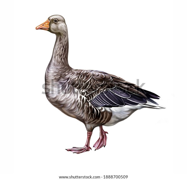 Goose Isolated Images Stock Photos Vectors Shutterstock