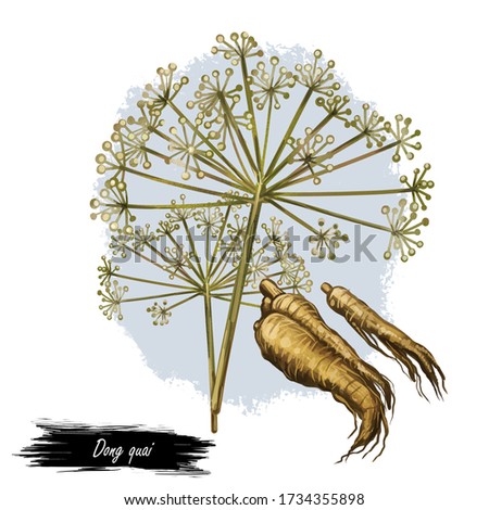 Dong quai female ginseng Angelica sinensis herb belonging to family Apiaceae, indigenous to China, digital art illustration. Yellowish brown root of plant harvested in asia, Chinese medicine plant
