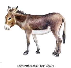 Donkey colorful isolated on white background. Watercolor. Illustration. Template. Close-up.Clip art. Hand drawn.