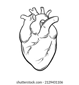 Doodle Human Heart Anatomical Realistic Line Stock Illustration ...