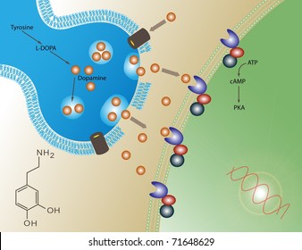 Dopamine