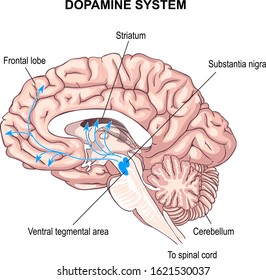 Dopamine System. Anatomy Of The Central Nervous System. Human Brain.  Sense Of Pleasure. Switching Attention. Schizophrenia, Parkinson.  Aging Process