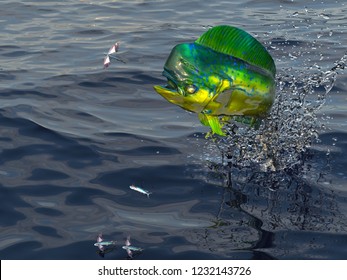 Dorado Fish Images Stock Photos Vectors Shutterstock