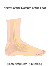 Dorsal Digital Nerves Of Foot, Commonly Affected In Diabetic Neuropathy