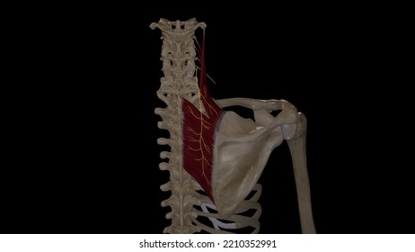 Dorsal Scapular Nerve Course3d Rendering Stock Illustration 2210352991 ...