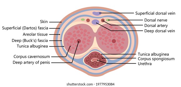 
Dorsal veins of the penis. Buck's fascia. Anatomy Cartoon Version