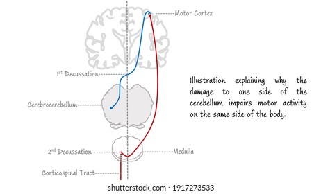 Double Crossing Connections Between Cerebellum Cerebrum Stock Illustration