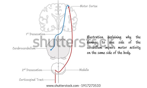 Double Crossing Connections Between Cerebellum Cerebrum Stock Illustration