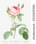Double Moss Rose (1817–1824) by Pierre-Joseph Redouté. Vintage Redoute’s plant art, flower drawing illustration, old Pierre-Joseph Redoute’s flower painting, floral botanical art print.