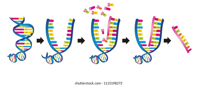 Single Strand Dna Images Stock Photos Vectors Shutterstock