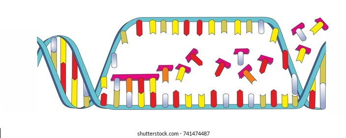 Double Stranded DNA Is Copied Into Single Stranded RNA In A Transcription. Transcription Of DNA Is A Part Of Gene Expression In An Eukaryotic Cell. 