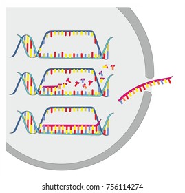 Double Stranded DNA Is Copied Into Single Stranded RNA In A Transcription. Transcription Of DNA Is A Part Of Gene Expression In An Eukaryotic Cell. 