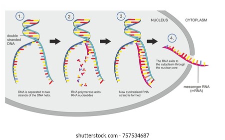 Double Stranded DNA Is Copied Into Single Stranded Messenger RNA In A Transcription. Transcription Of DNA Is A Part Of Gene Expression In An Eukaryotic Cell. 