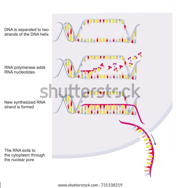 Double Stranded Dna Copied Into Single Stock Illustration