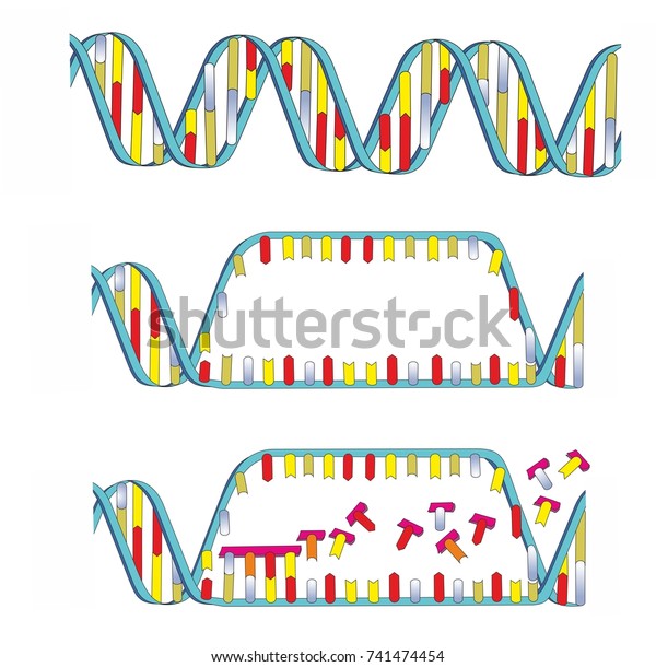 Double Stranded Dna Copied Into Single Stock Illustration