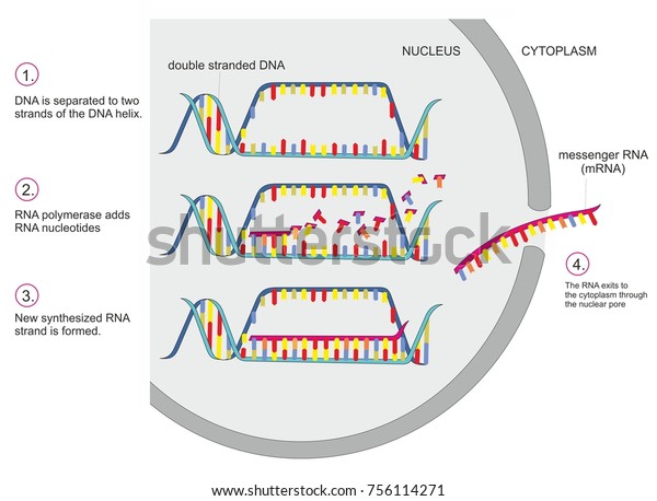 Double Stranded Dna Copied Into Single Stock Illustration