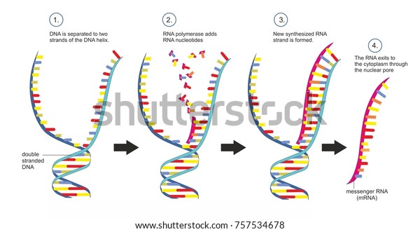 Stock Ilustrace Double Stranded Dna Copied Into Single