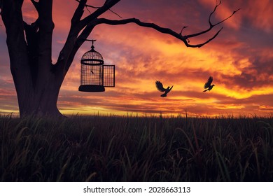 Dove Birds Escaping Or Released Free From Cage, Hanging On A Tree At Sunset. 3D Illustration