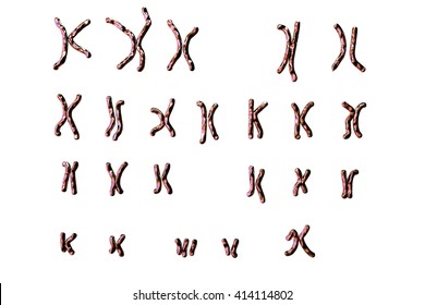 Down-syndrome karyotype, female, unlabeled, isolated on white background. Trisomy 21. 3D illustration