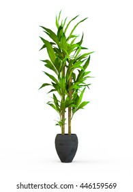 Dracaena Braunii Plants In Flowerpot. Bamboo House Plate In The Pot Isolated On White Background. 3D Rendering, Illustration.