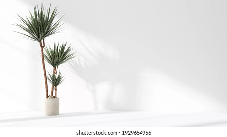 Dracaena Loureiri Plant In The Pot Set Beside The Wall With Sun Light Shine In Showing Beautiful Shadow On White Empty Wall. Background, Mockup, Backdrop, Green, Houseplant Decoration, Asian, Tropical