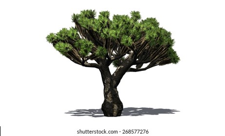 dragon blood tree background clipart