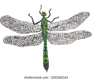 Dragonfly Insect Gouache Illustration Hand Painted Artwork Isolated On White Background