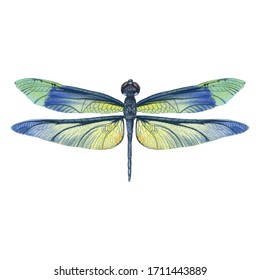 Dragonfly isolated on a white background. watercolor drawn dragonfly on paper. single for background, texture, pattern, greeting card