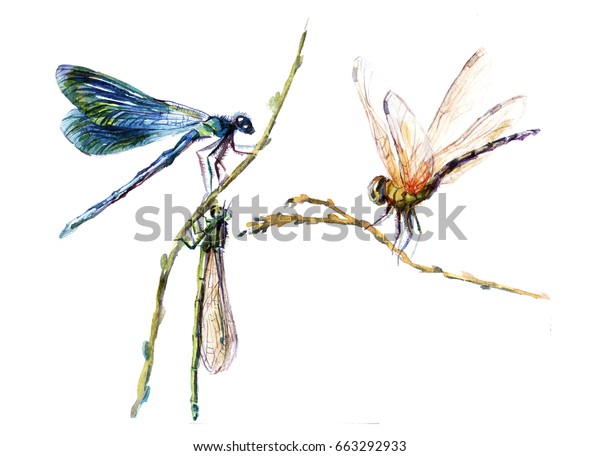 トンボ水彩手描きのイラスト 二本の小枝に座るツンボ 白い背景に羽のある虫 昆虫イラスト のイラスト素材
