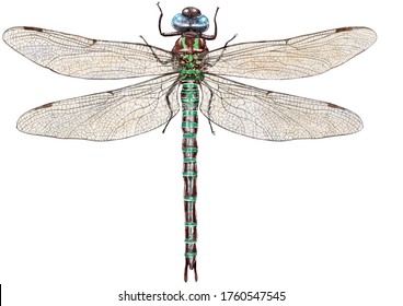 Dragonfly watercolor illustration, isolated on white