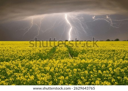 A dramatic lightning storm strikes above a vibrant yellow rapeseed field at night, illuminating the dark sky and emphasizing the contrast in nature.