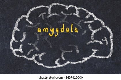 Drawind Of Human Brain On Chalkboard With Inscription Amygdala.