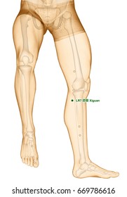 Drawing Acupuncture Point LR7 Xiguan, 3D Illustration