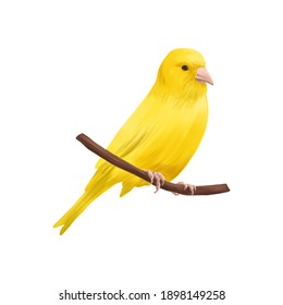 drawing bird, yellow canary, hand drawn songbird, isolated nature design element