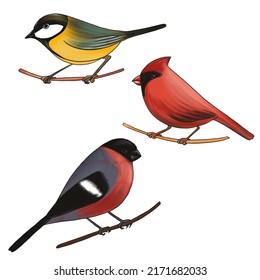 drawing birds, bullfinch, yellow titmouse and red cardinal isolated at white background, hand drawn illustration