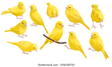 Songbird Drawing Images Stock Photos Vectors Shutterstock