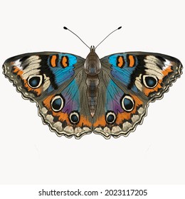 drawing blue buckeye butterfly isolated on white background