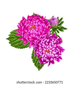 drawing bouquet pink dahlia   aster flowers and green leaves isolated at white background   hand drawn botanical illustration