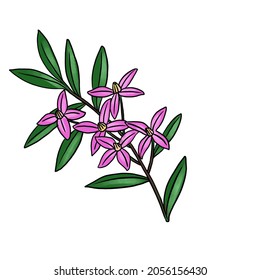 drawing branch of boronia isolated at white background, hand drawn illustration