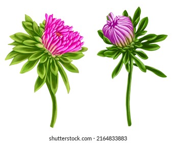 drawing buds flower aster isolated at white background   hand drawn botanical illustration